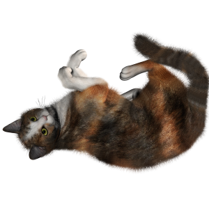 Cat PNG image