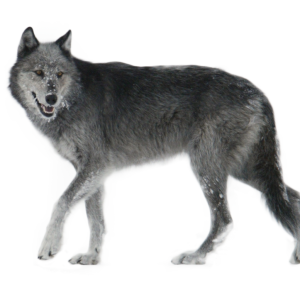 Wolf PNG