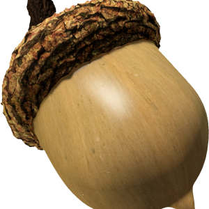 Acorn PNG image