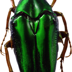 green bug PNG image