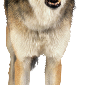 Wolf PNG image
