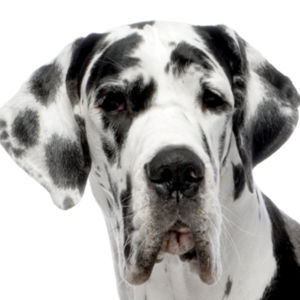 dog PNG image