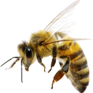 Bee PNG