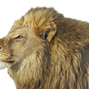 Lion PNG