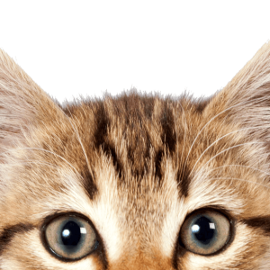Cat eyes PNG