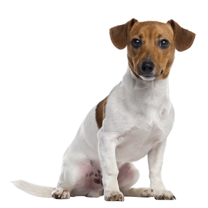 Dog PNG