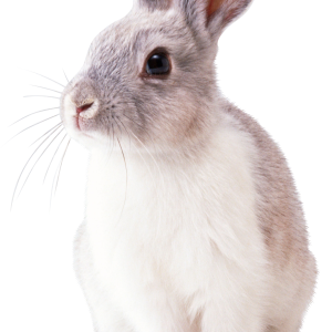 Rabbit PNG image