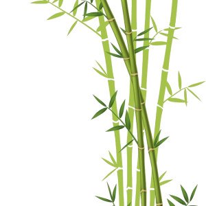 Bamboo PNG