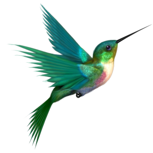 Hummingbird PNG
