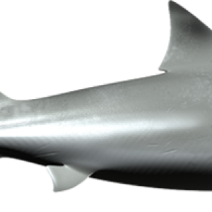 Shark PNG