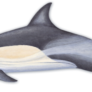 Dolphin PNG