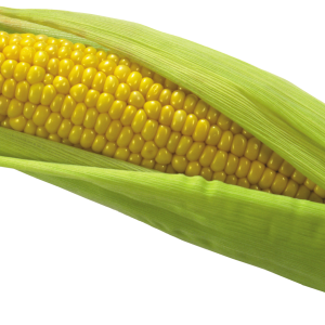 Corn PNG