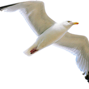 Gull PNG