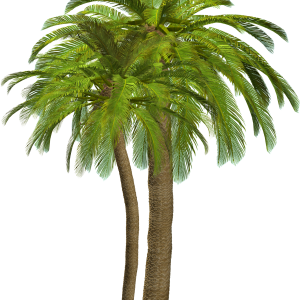 Palm tree PNG