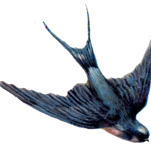 Swallow PNG