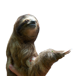 Sloth PNG