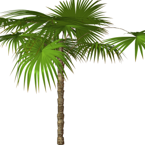 Jungle PNG
