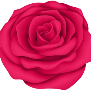 Rose PNG