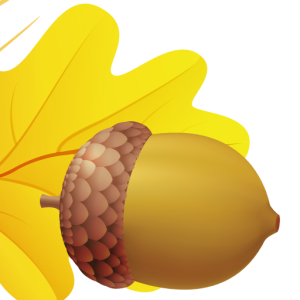 Acorn PNG image