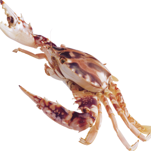 Crab PNG