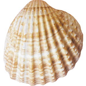 Conch PNG