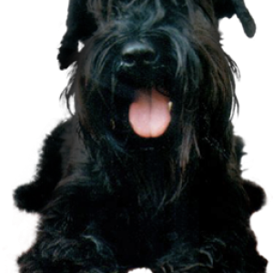 dog PNG image