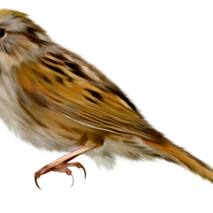 Sparrow PNG