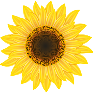 Sunflower PNG