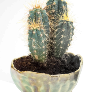 Cactus PNG image