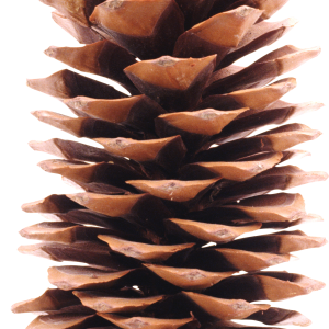 Pine cone PNG