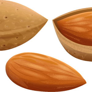 Almond PNG