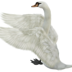 Swan PNG