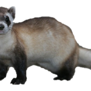 Ferret PNG