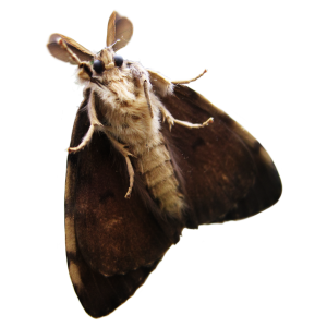 Moth PNG