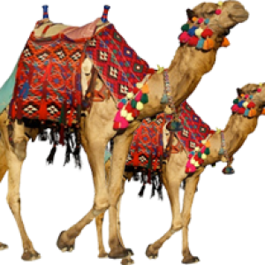 Camel PNG
