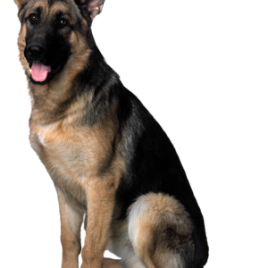 Dog PNG