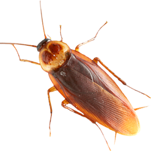Roach PNG