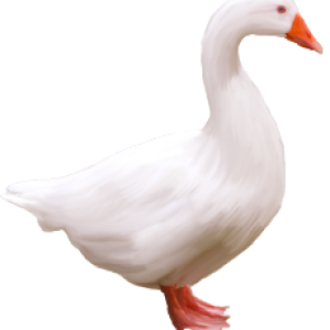 White goose PNG