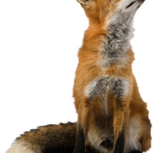 Fox PNG