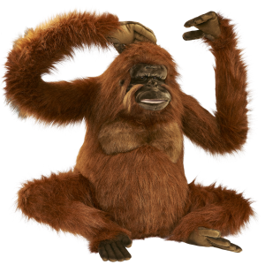 Orangutan PNG