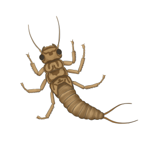 Earwig PNG