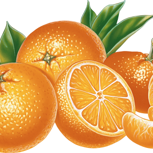 many oranges drawing PNG image