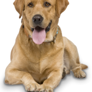 Labrador Retriever PNG