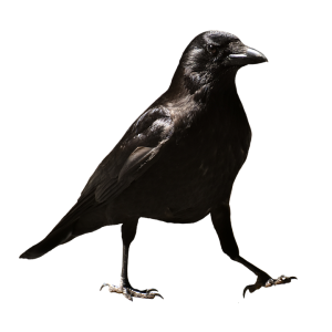 Raven PNG