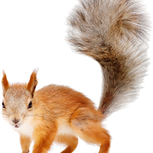 Squirrel PNG