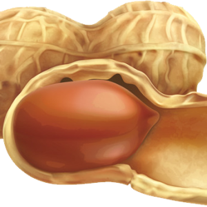 Peanut PNG