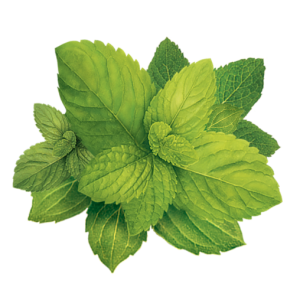 Pepermint PNG