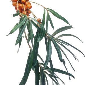 Sea buckthorn PNG