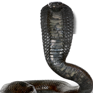 Cobra PNG
