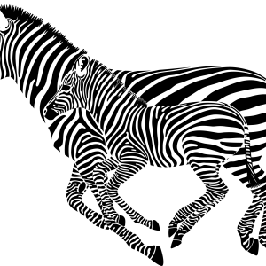 Zebra PNG image